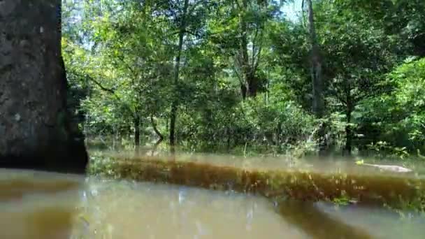 Manaus Brasilien Der Taruma River Amazonaswald Ist Reich Dem Riesigen — Stockvideo