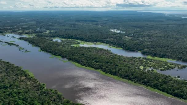 巴西亚马逊的自然热带亚马逊森林 红树林 红树林树 亚马逊雨林自然景观 亚马逊猪笼草淹没植被 巴西亚马孙流域的漫滩森林 — 图库视频影像