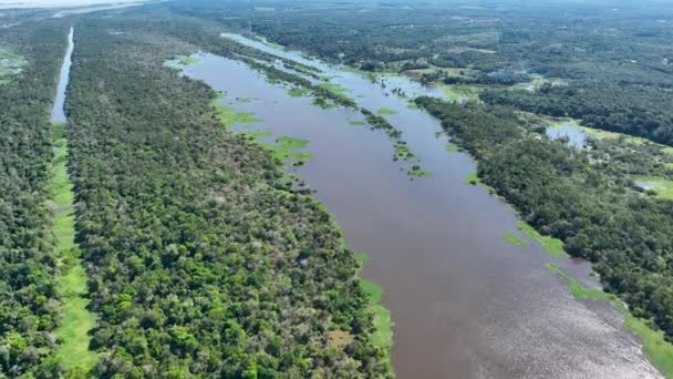 Přírodní Letecký Pohled Amazonský Les Amazonii Brazílie Mangrovový Les Mangrovníky — Stock video