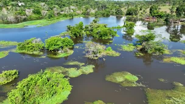 Manaus Brazilië Taruma Rivier Bij Amazon Forest Welvarend Van Gigantische — Stockvideo