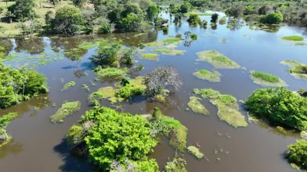 Natuur Tropisch Amazonewoud Bij Amazonas Brazilië Mangrovebos Mangrovebomen Amazone Regenwoud — Stockvideo