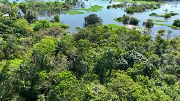 在亚马孙州亚马逊森林的亚马逊河上航行的船 红树林 红树林树 巴西亚马逊雨林自然景观 亚马逊地衣淹没植被 — 图库视频影像