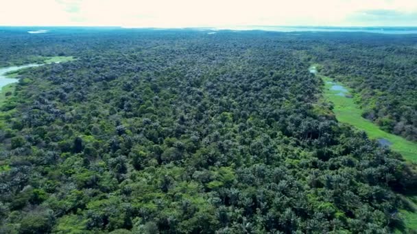 Река Амазонка Лесу Амазонки Знаменитый Тропический Лес Мира Манаус Бразилия — стоковое видео
