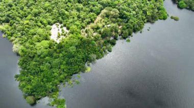 Amazon ormanlarının Amazon Brezilya 'daki doğa manzarası. Mangrove Ormanı. Mangrove ağaçları. Amazon yağmur ormanları doğa manzarası. Amazon igapo su altındaki bitki örtüsü. Amazonas Brezilya 'daki su baskını ormanı.
