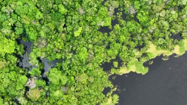 Rio Delle Amazzoni Nella Foresta Amazzonica Famosa Foresta Tropicale Del — Video Stock