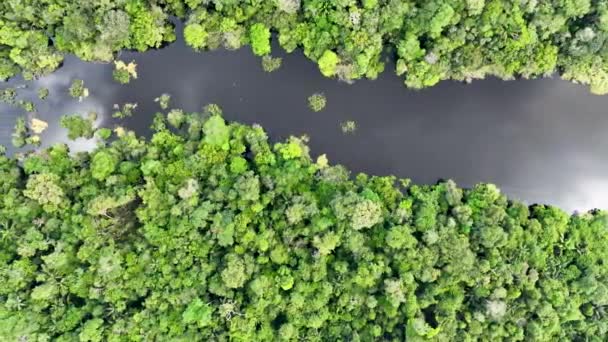 Natureza Floresta Amazônica Tropical Amazonas Brasil Floresta Mangue Árvores Mangue — Vídeo de Stock