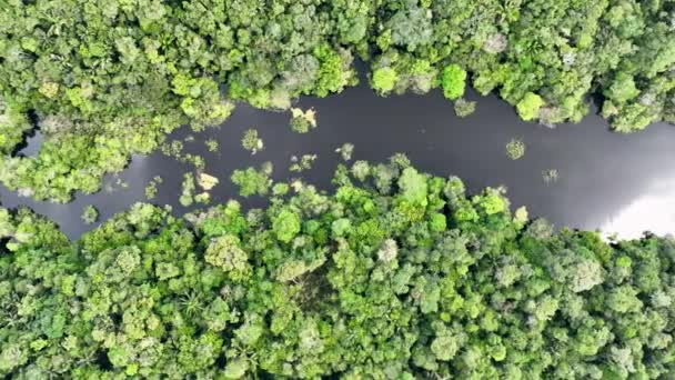 Vista Aérea Naturaleza Selva Amazónica Amazonas Brasil Bosque Manglares Árboles — Vídeos de Stock