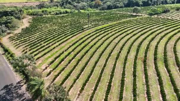 Terreno Agricolo Paesaggio Rurale Paesaggio Agricolo Vendemmia Nella Vita Rurale — Video Stock