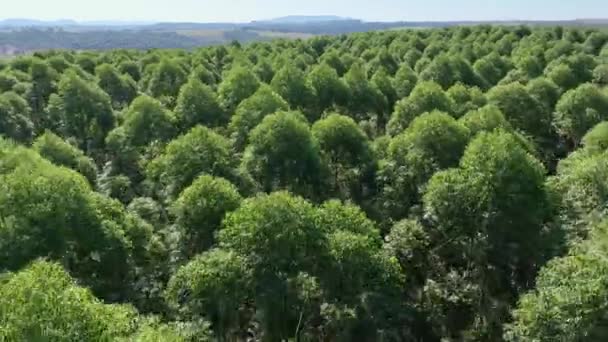 ユーカリの木の森を飛んでいます 田舎の生活 田舎の生活風景 農業分野の環境 農地の田園風景 農業風景 田舎暮らしの収穫時期 — ストック動画