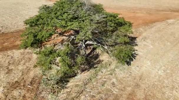 Volare Intorno Albero Isolato Scenario Vita Rurale Ambiente Agricolo Terreno — Video Stock