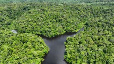Amazon Ormanı 'ndaki Amazon Nehri. Dünyanın ünlü tropikal ormanları. Manaus Brezilya. Amazon ekosistemi. Doğa, vahşi hayat manzarası. Solimoes Amazon Nehri biyolojisi. Amazon yaşam tarzı.