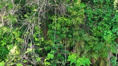 Amazon Ormanı 'nda Amazon Nehri' nin yüzen restoranları. Manaus Brezilya. Doğa, vahşi hayat manzarası. Yeşil arka plan. Amazonas eyaletindeki orman ağaçları. Turizm cazibesi. Seyahat hedefi.