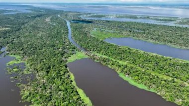 Amazon Nehri, Amazon Yağmur Ormanı. Dünyanın en büyük tropikal yağmur ormanları. Manaus Brezilya. Amazonia ekosistemi. Doğa, vahşi hayat manzarası. Küresel ısınma emisyonlarında azalma. Amazon nehri vahşi yaşamı.