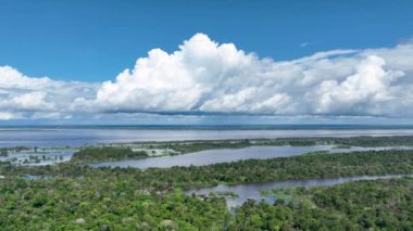 Amazon ormanlarının Amazon Brezilya 'daki doğa manzarası. Mangrove Ormanı. Mangrove ağaçları. Amazon yağmur ormanları doğa manzarası. Amazon igapo su altındaki bitki örtüsü. Amazonas Brezilya 'daki su baskını ormanı.