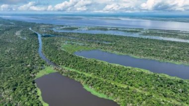 Amazonas Brezilya 'daki doğa tropikal Amazon ormanları. Mangrove Ormanı. Mangrove ağaçları. Amazon yağmur ormanları doğa manzarası. Amazon igapo su altındaki bitki örtüsü. Amazonas Brezilya 'daki su baskını ormanı.