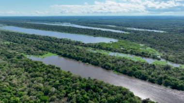Amazon ormanlarının Amazon Brezilya 'daki doğa manzarası. Mangrove Ormanı. Mangrove ağaçları. Amazon yağmur ormanları doğa manzarası. Amazon igapo su altındaki bitki örtüsü. Amazonas Brezilya 'daki su baskını ormanı.