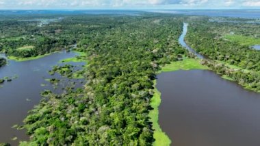 Amazon ormanlarının Amazon Brezilya 'daki doğa manzarası. Mangrove Ormanı. Mangrove ağaçları. Amazon yağmur ormanları doğa manzarası. Amazon igapo su altındaki bitki örtüsü. Amazonas Brezilya 'daki su baskını ormanı.