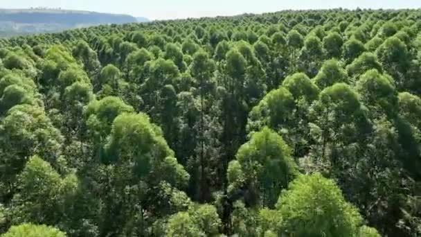 Survolant Forêt Eucalyptus Style Vie Campagne Paysages Ruraux Agriculture Domaine — Video