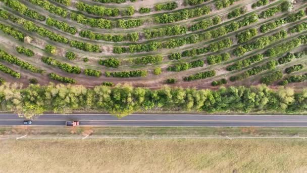 Vista Ángulo Alto Carretera Rural Cerca Plantación Campo Agrícola Caminos — Vídeo de stock