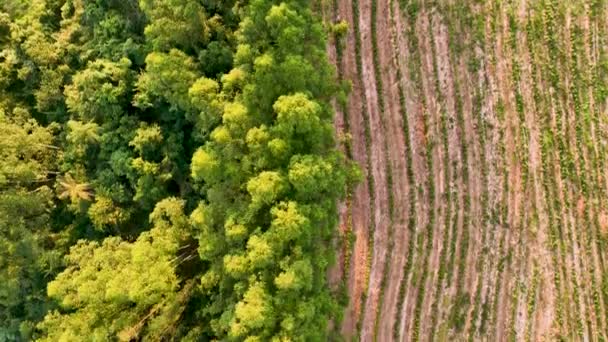 Erdőirtás Eukaliptusz Fák Mező Vidéki Táj Természetvédelem Gazdaságos Táj Vidéki — Stock videók