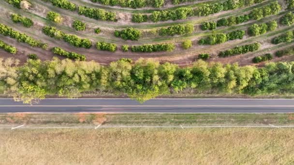 Wysoki Kąt Widzenia Drogi Wiejskiej Pobliżu Plantacji Pól Uprawnych Droga — Wideo stockowe