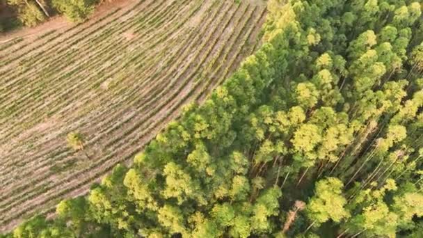 Ontbossing Eucalyptus Bomen Veld Het Platteland Natuurbehoud Boerderijlandschap Landelijk Landschap — Stockvideo