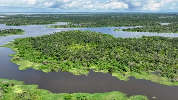 Река Амазонка Тропическом Лесу Амазонки Самый Большой Тропический Лес Мире — стоковое видео