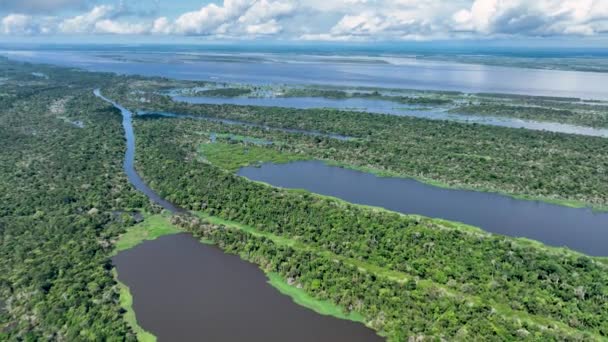 Natur Tropischer Amazonaswald Amazonas Brasilien Mangrovenwald Mangrovenbäume Amazonas Regenwald Naturlandschaft — Stockvideo