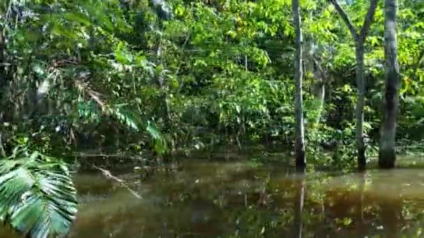 Манаус Бразилия Река Тарума Амазонском Лесу Богатая Гигантской Рекой Блэк — стоковое видео