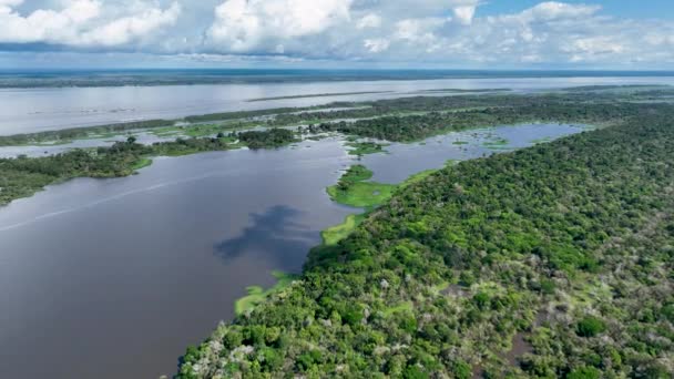 Vista Aérea Natureza Floresta Amazônica Amazonas Brasil Floresta Mangue Árvores — Vídeo de Stock