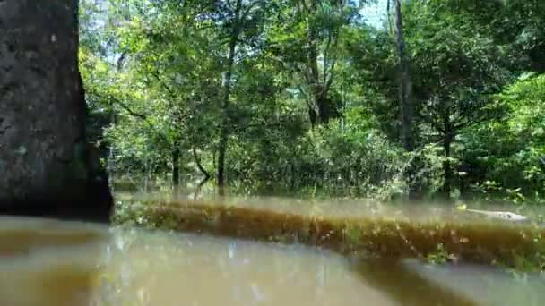 Manaus Brazylia Rzeka Taruma Amazońskim Lesie Zamożna Olbrzymia Czarna Rzeka — Wideo stockowe