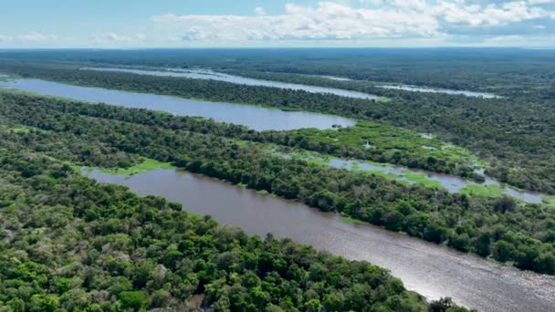 Nature Vue Aérienne Forêt Amazonienne Amazonas Brésil Forêt Mangroves Des — Video
