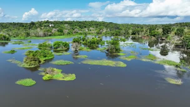 Vista Aérea Natureza Floresta Amazônica Amazonas Brasil Floresta Mangue Árvores — Vídeo de Stock