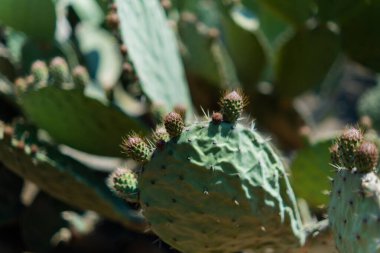 Meksika nopal bitkisine parlak güneş ışığı ve bulanık arka plan.