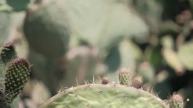 Meksika nopal bitkisine parlak güneş ışığı ve bulanık arka plan.