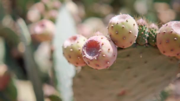 背景がぼやけているメキシコの北の植物に明るい太陽の光. — ストック動画