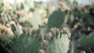 Meksika nopal bitkisine parlak güneş ışığı ve bulanık arka plan.