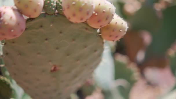 Luminosa luce del sole sulla pianta nopal messicana con sfondo sfocato. — Video Stock