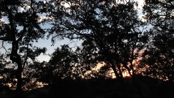 Vedere frumoasă a siluetelor de copaci cu răsărit ca fundal — Videoclip de stoc