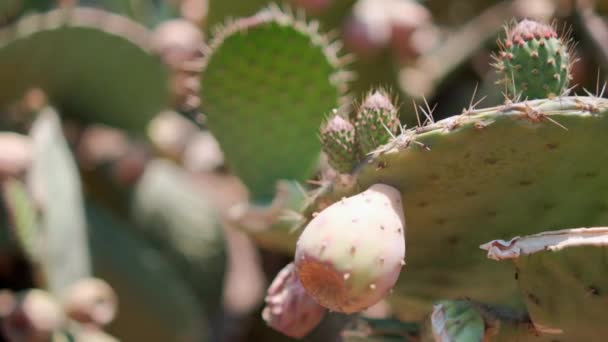 Φωτεινό φως του ήλιου σε μεξικάνικο nopal φυτό με θολή φόντο. — Αρχείο Βίντεο