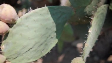 Meksika nopal bitkisine parlak güneş ışığı ve bulanık arka plan.