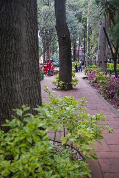 Thick trees in the middle of tile path in Masayoshi Ohira Park — Stock Photo, Image