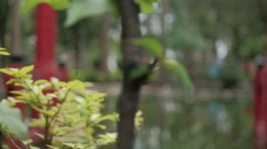 Arka planda bulanık geleneksel Japon kapısı olan dal ve yapraklar