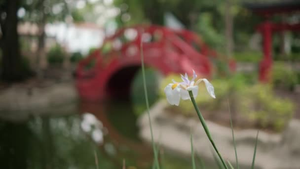 Fiore bianco con sfocato ponte tradizionale giapponese come sfondo — Video Stock