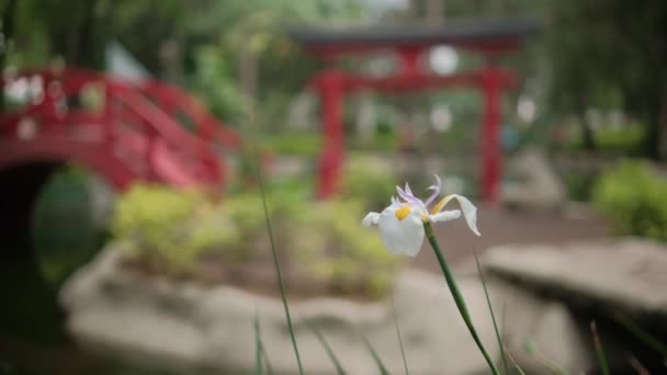 Traditionele Japanse poort en brug achter witte wazige bloem — Stockvideo