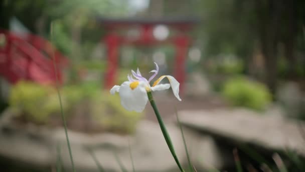 Λευκό λουλούδι με θολή παραδοσιακή ιαπωνική πύλη ως φόντο — Αρχείο Βίντεο