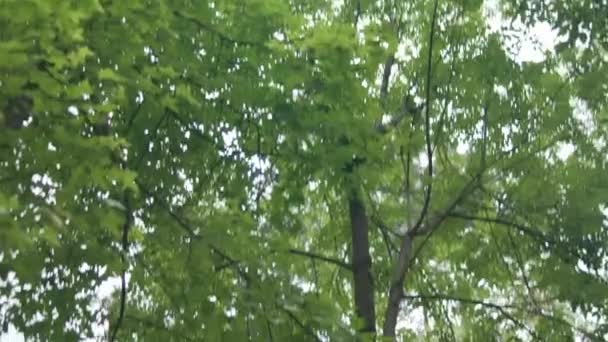 Traditionell japansk grind och träd i Masayoshi Ohira Park — Stockvideo