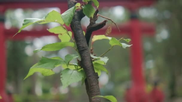 Відгалуження і листя з розмитими традиційними японськими воротами. — стокове відео