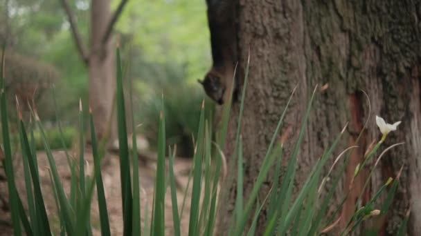 公園の木の上でかわいいと好奇心のリス — ストック動画
