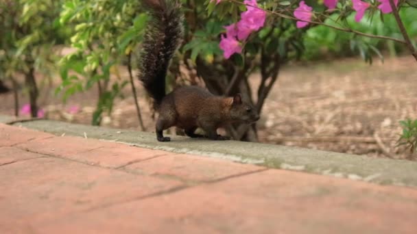 Niedliches und neugieriges Eichhörnchen auf Fliesenweg im Park — Stockvideo
